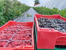 Klen-Ample-ja-Lentjai